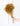 broom granate