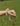 Pulsera Selene