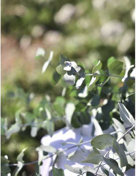 eucalipto-cinerea-verde