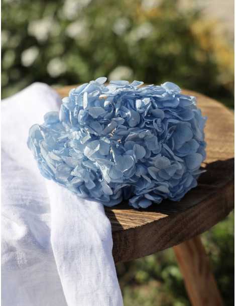 hortensia-azul