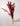 Setaria Roja