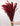 Setaria Roja
