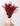 Setaria Roja