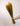 Avena Sativa Ocre