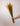 Avena Sativa Ocre