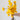 Helichrysum Amarillo