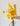 Helichrysum Amarillo