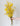 Paniculata Xlence Ani Amarilla