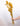 Setaria Ocre