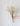 Paniculata Xlence Ani Blanca