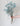 Paniculata Xlence Ani Azul