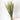 Avena Sativa Natural