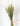 Avena Sativa Natural