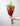 Sant Jordi Premium
