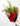 Sant Jordi Premium