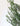 Eucalipto Parvifolia Preservado Verde