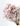 Limonium Rosa
