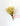 Limonium Amarillo