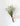 Limonium Blanco