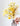 Trinidad Yellow
