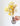 Trinidad Yellow
