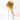 Broom Ocre