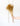 Broom Ocre