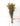 Setaria Natural