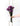 statice fucsia