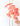 Achillea Rosa