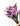 Statice sinuata Rosa
