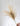 Miscanthus-natural