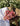 helicrhysum-rosa