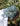 Paniculata Xlence Ani Azul