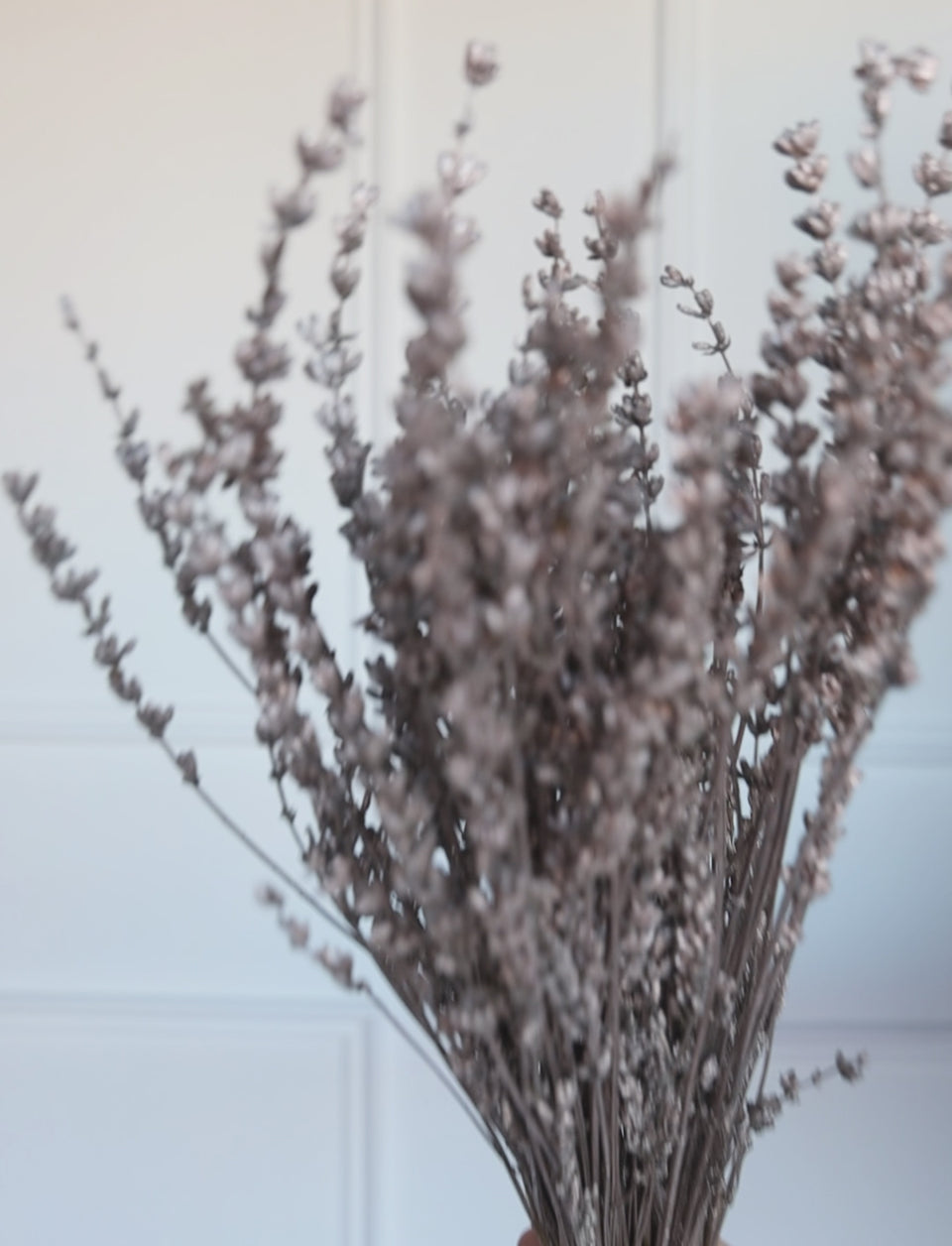 Lavanda Preservada Plateada