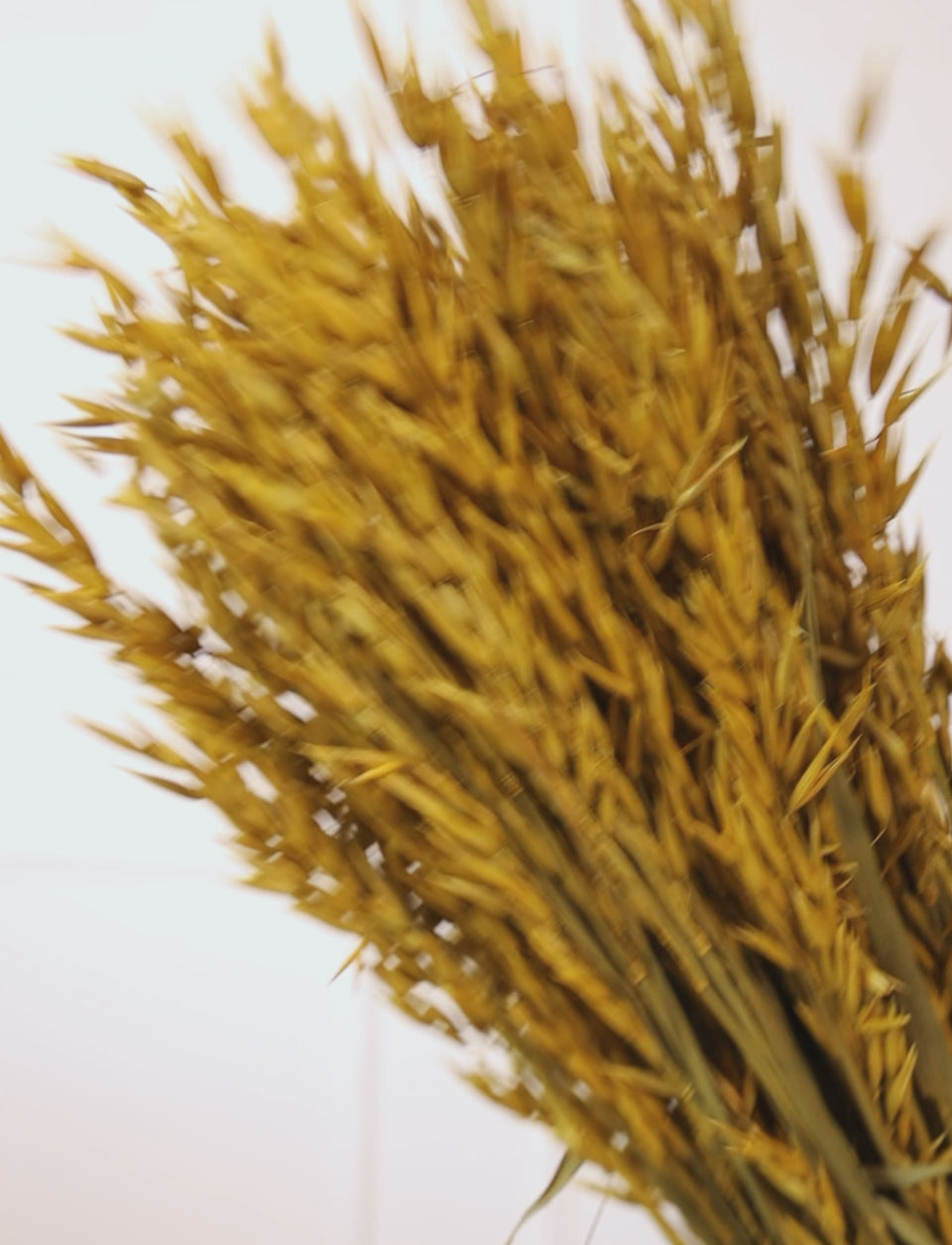 Avena Sativa Ocre