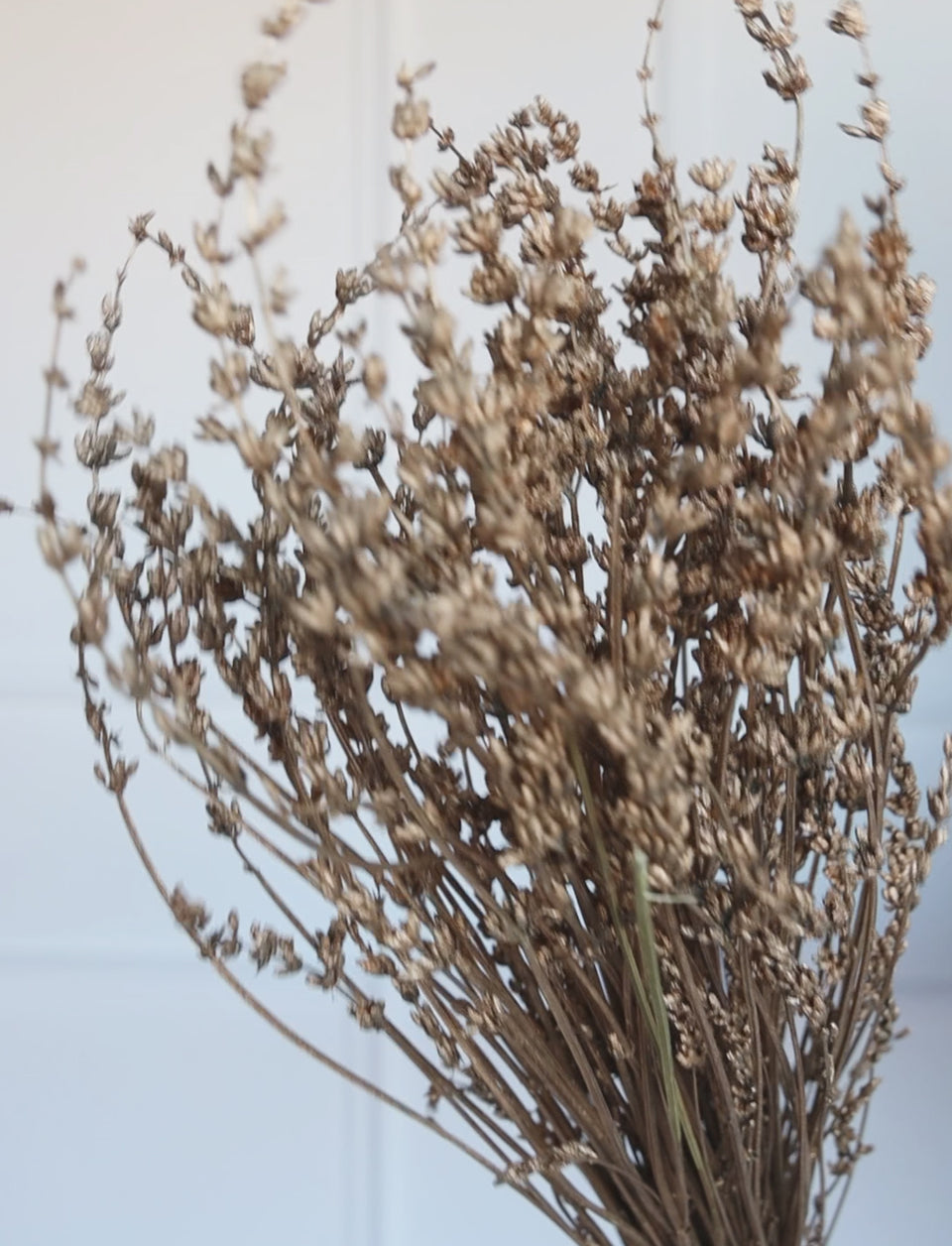 Lavanda Preservada Dorada