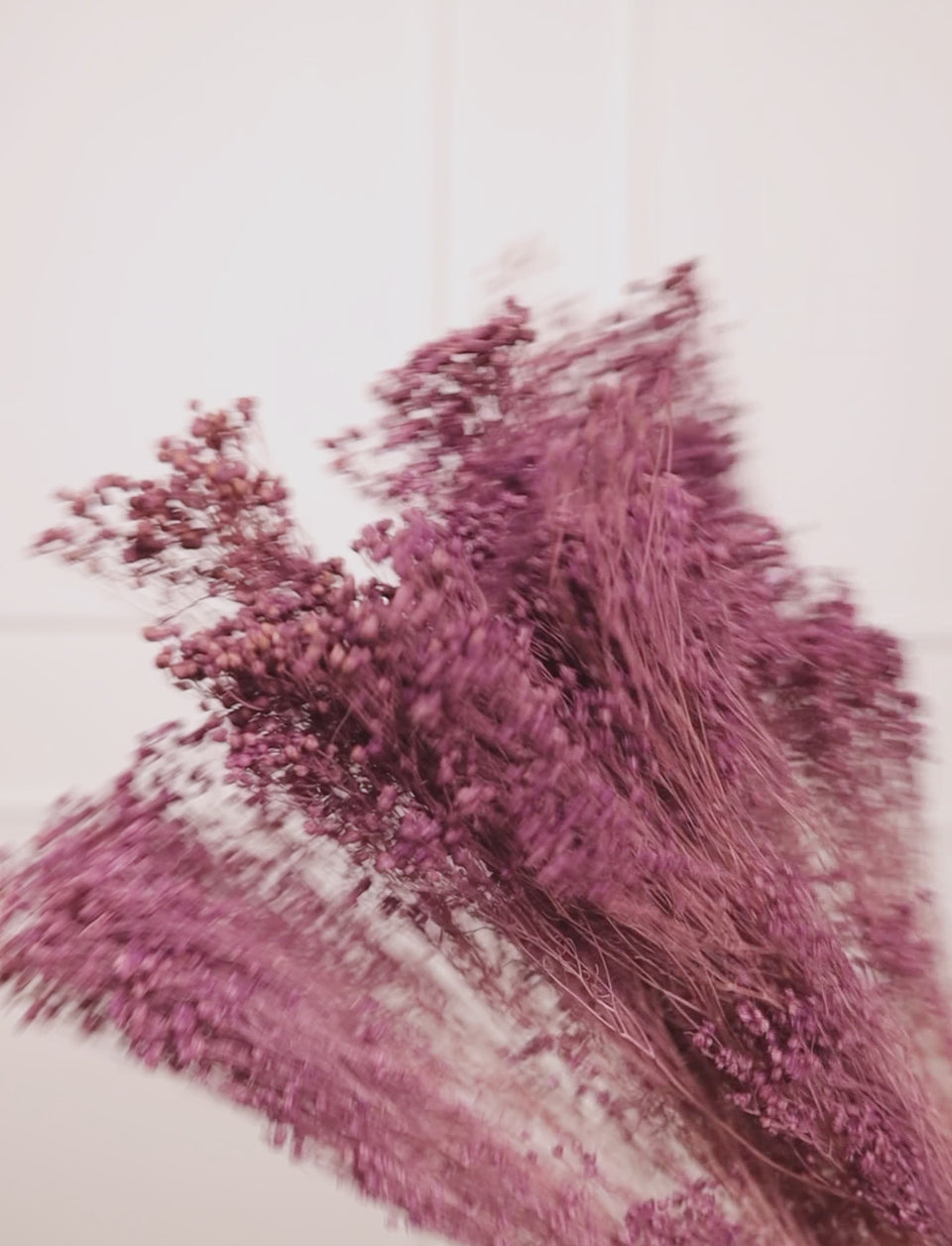 Broom Lila
