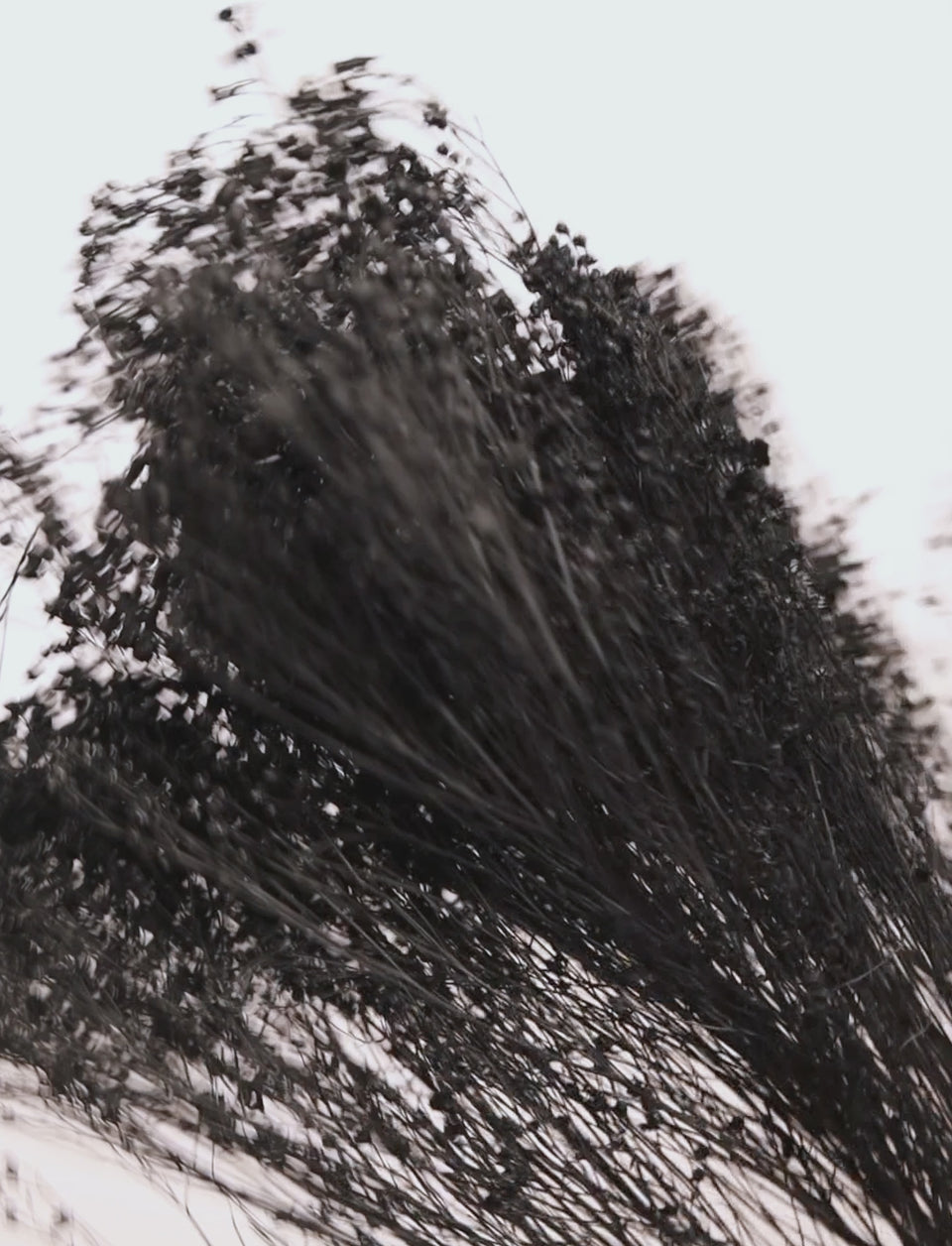 Broom Negro