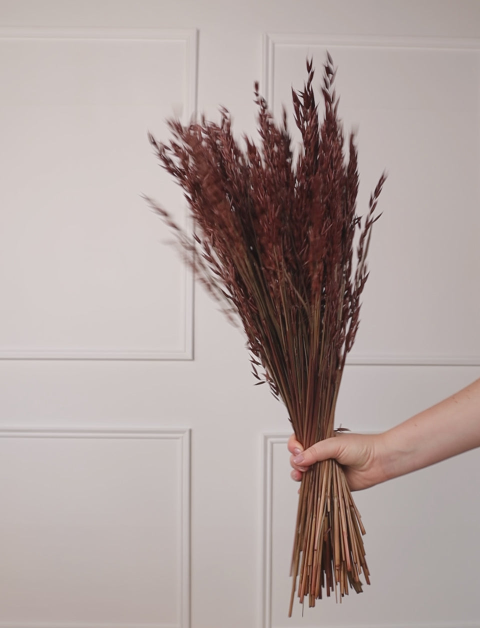 Avena Sativa Marrón