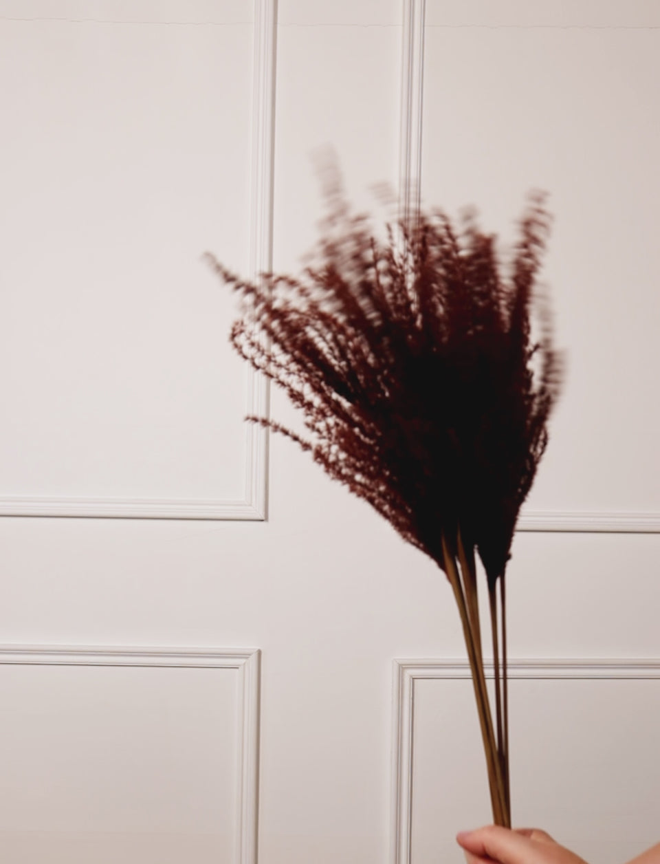 Miscanthus Marrón