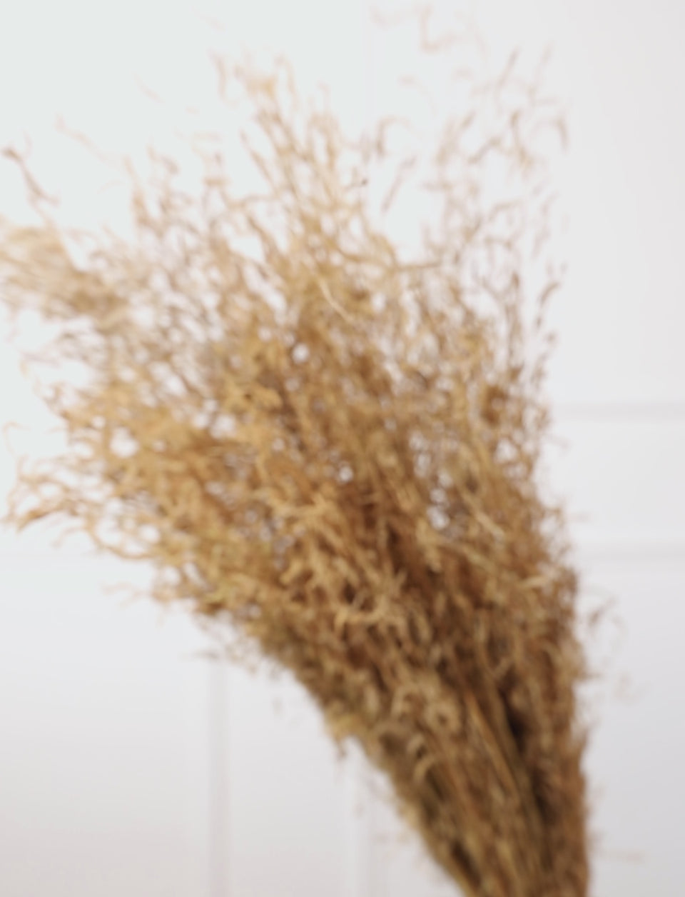 Munni grass Natural