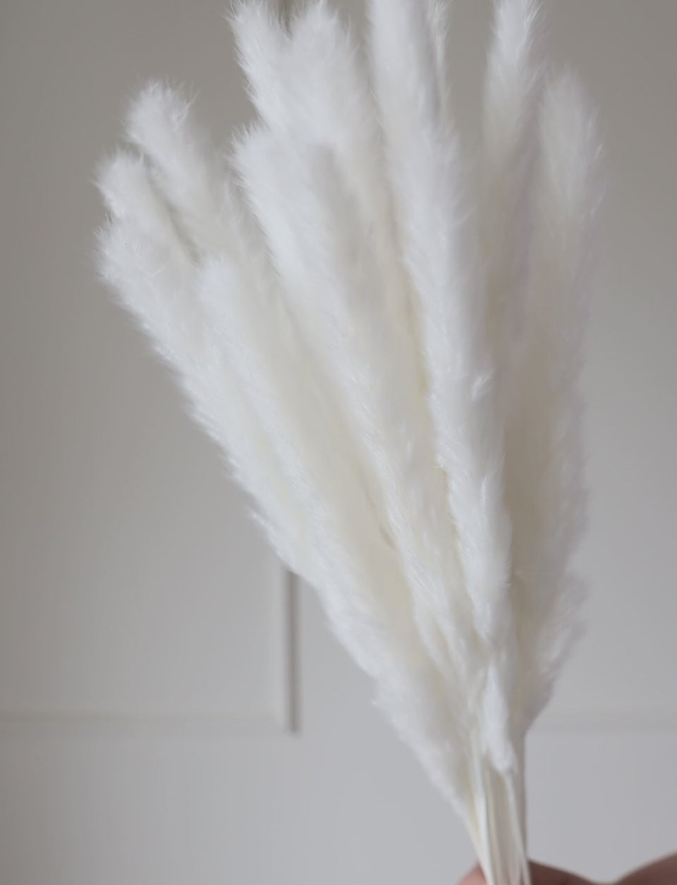 mini pampas blancas