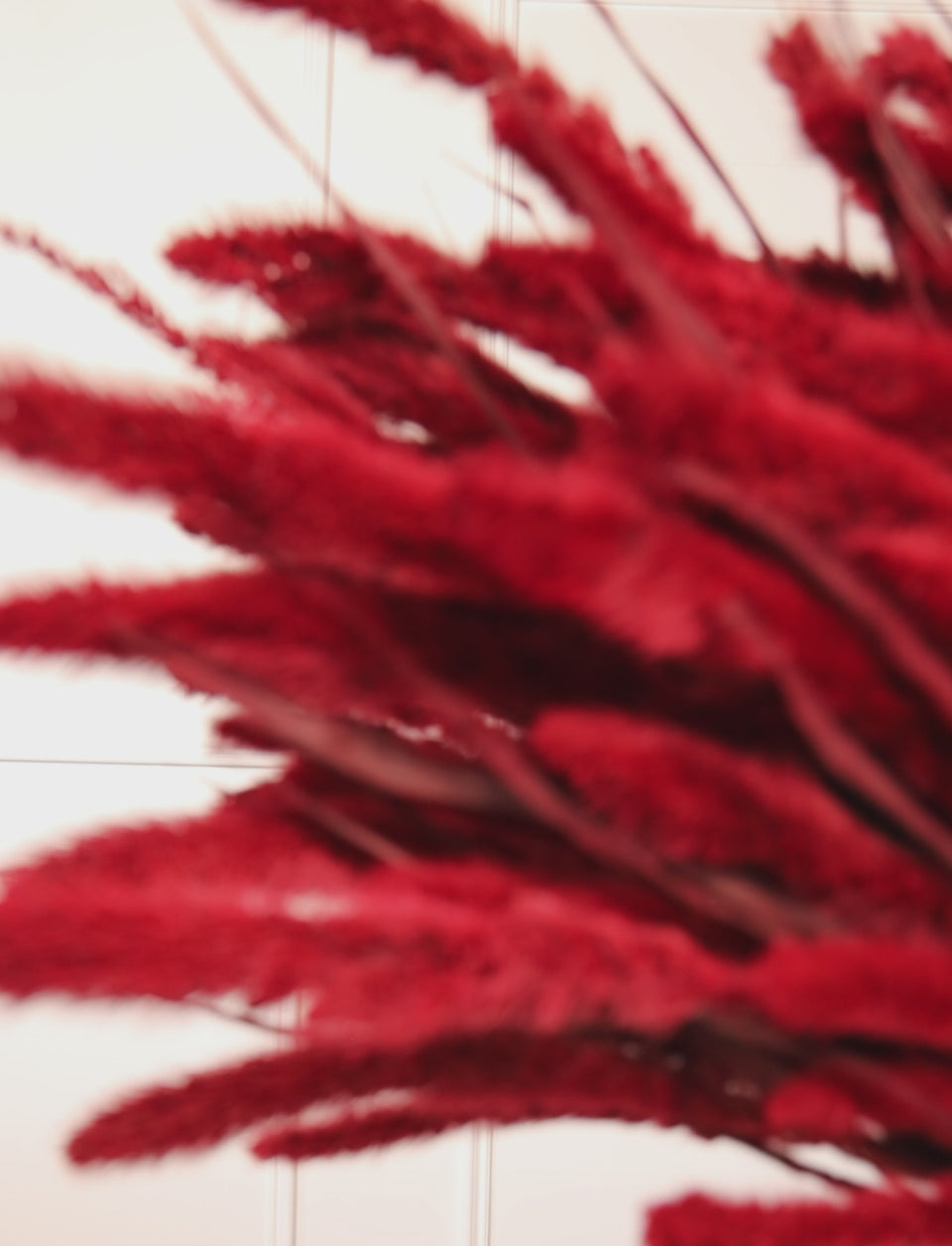 Setaria Roja