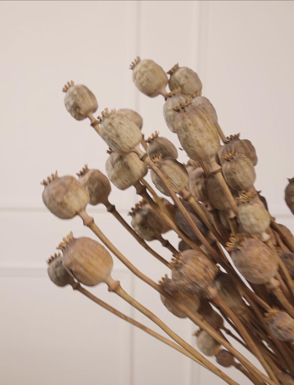 Papaver natural