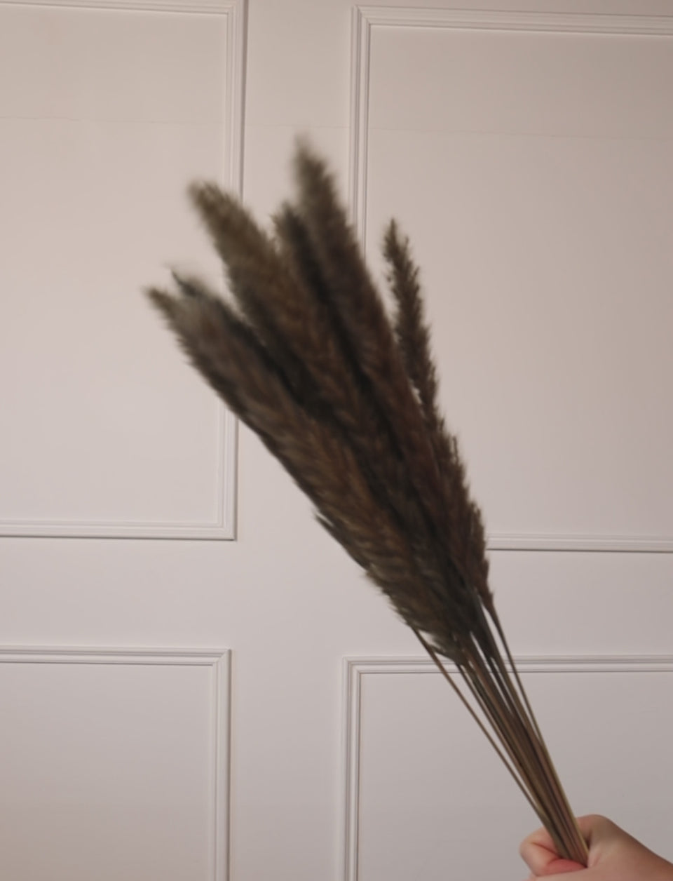 Mini pampa gris
