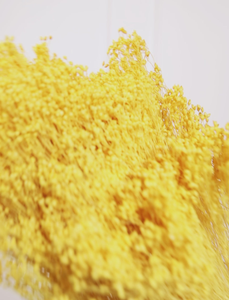 Broom Amarillo