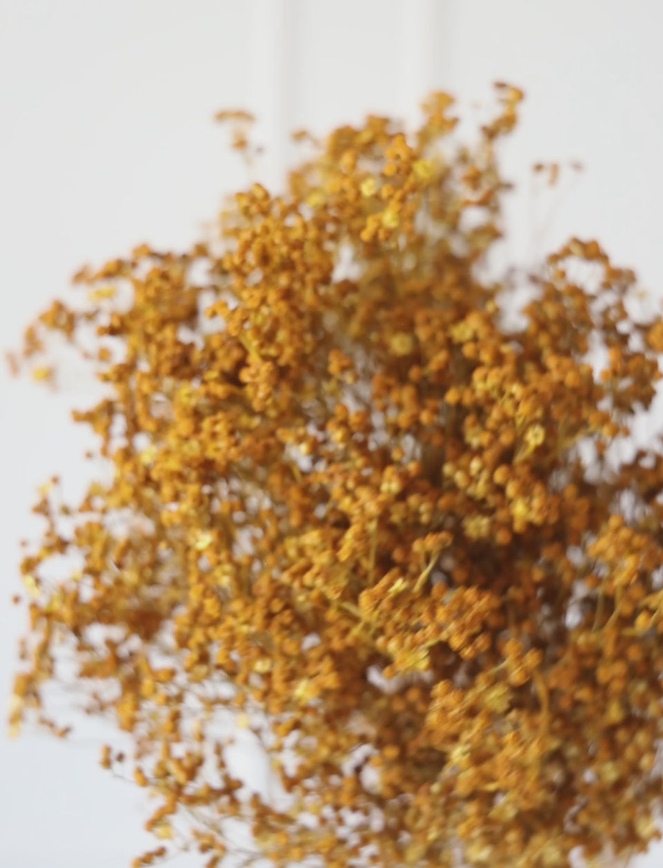 Broom Ocre