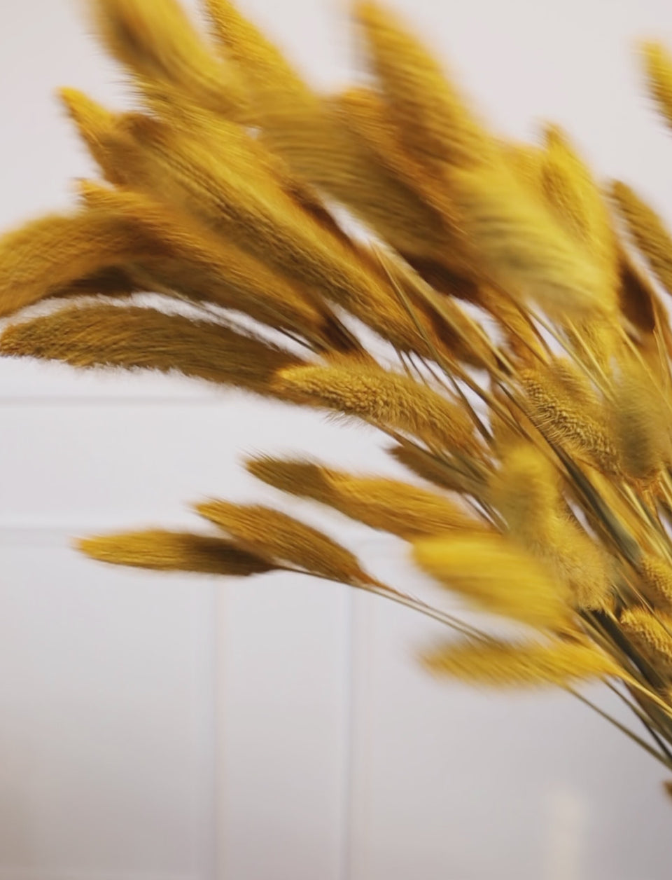 Setaria Ocre