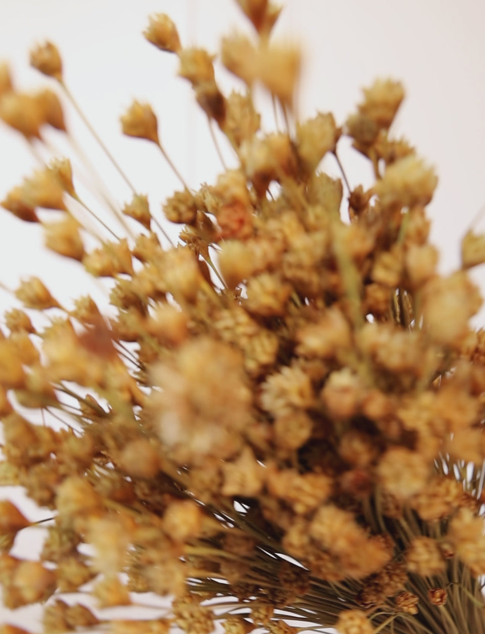 Hill Flower Natural